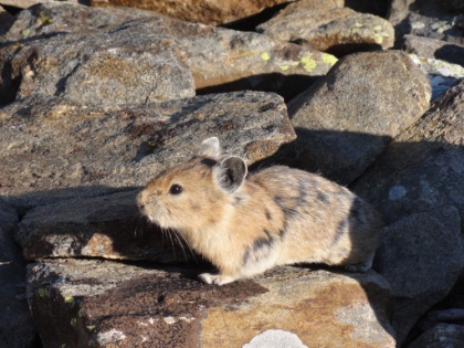 A pika, a new animal experience for me. An odd cross between a rabbit and and a mouse. They scurry around the rocks and sound like birds when they talk to each other.